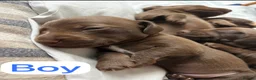 Miniature Dachshund dogs for sale: Beautiful  Miniature chocolate dachshund - Advert 8