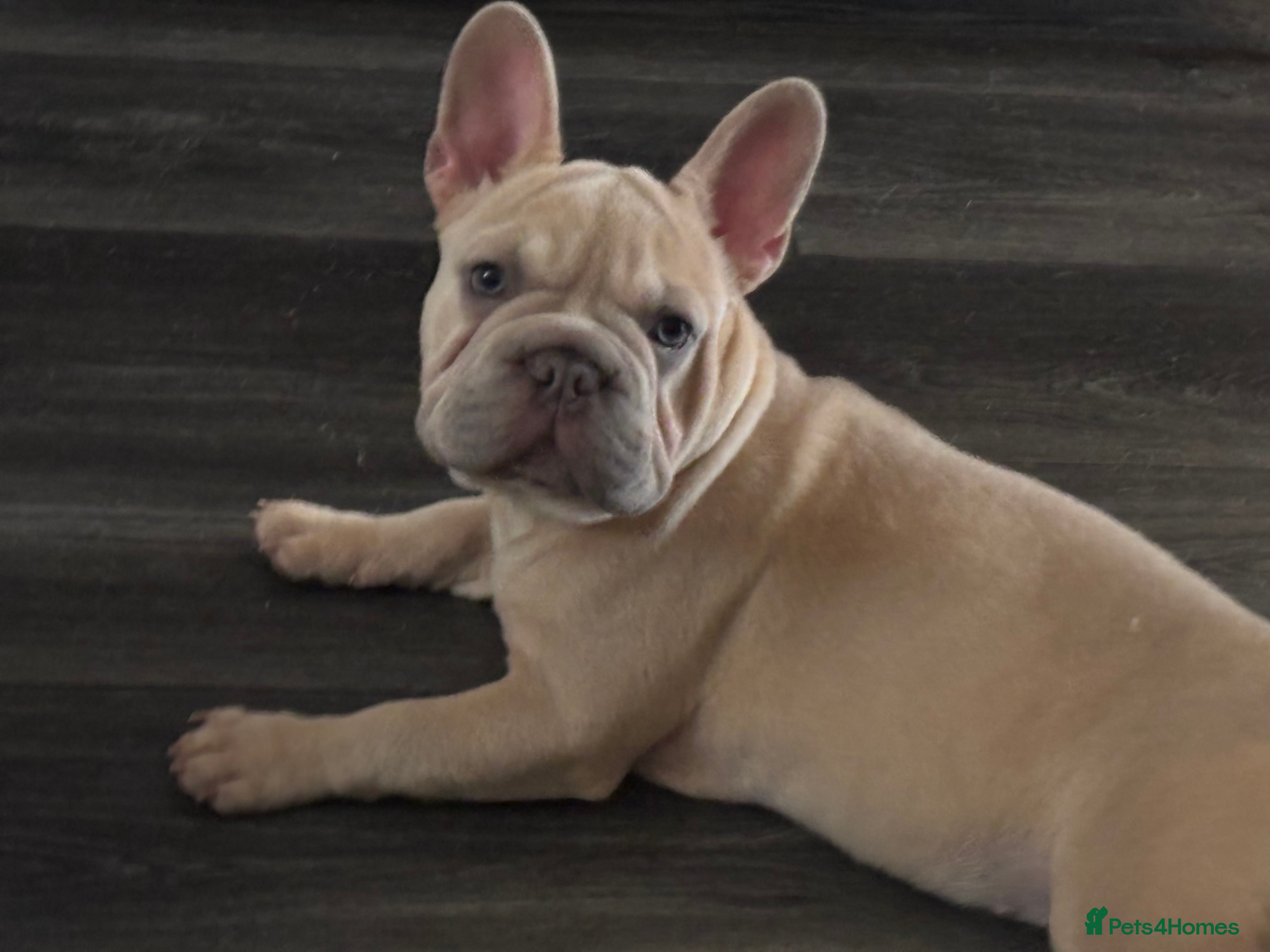 French Bulldog dogs Beautiful French bulldog pups - Advert 9