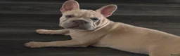 French Bulldog dogs for sale: Beautiful French bulldog pups - Advert 1