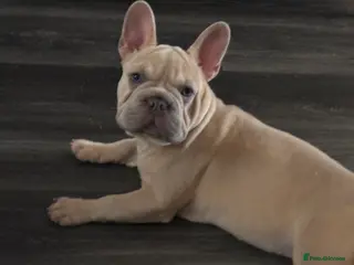 French Bulldog dogs Beautiful French bulldog pups - Advert 9