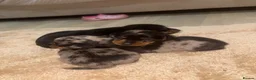 Miniature Dachshund dogs for sale: ✨ KC Lines | Miniature Dachshund Puppies✨ - Advert 14