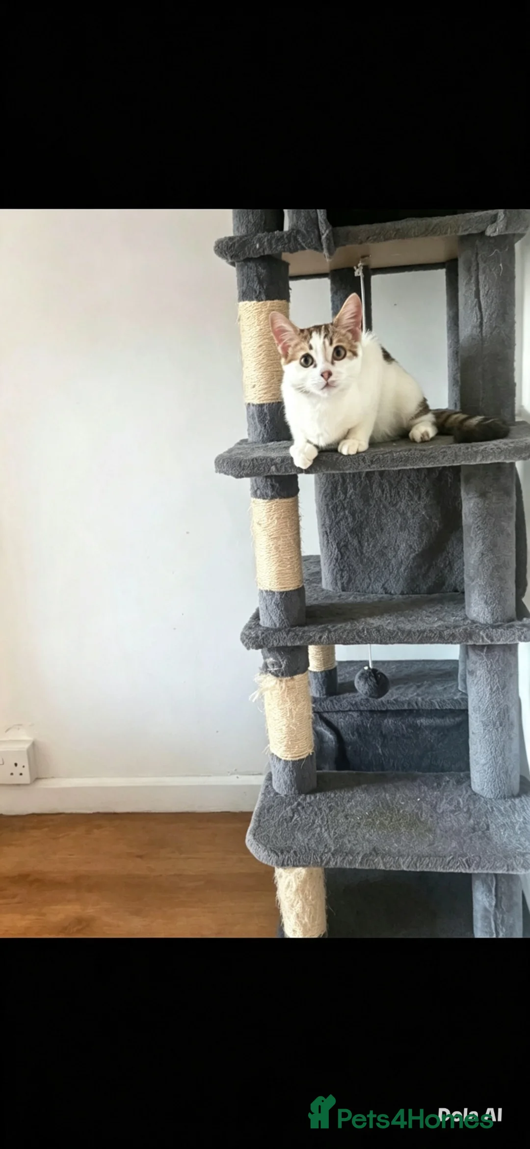 Domestic Shorthair cats for sale: 🐱 Loving kitten Looking for a New Home 🏡 - Advert 2