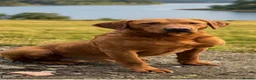 Labrador Retriever dogs for sale: Beautiful KC registered Labrador puppies  in Keighley - Advert 20