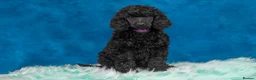 Standard Poodle dogs for sale: Showbred Standard Poodle Puppies - Advert 4