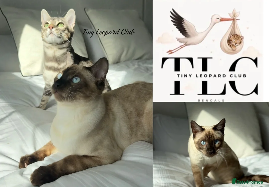 Bengal cats for sale: Bengal Brother and Sister: to be re-homed together - Advert 1