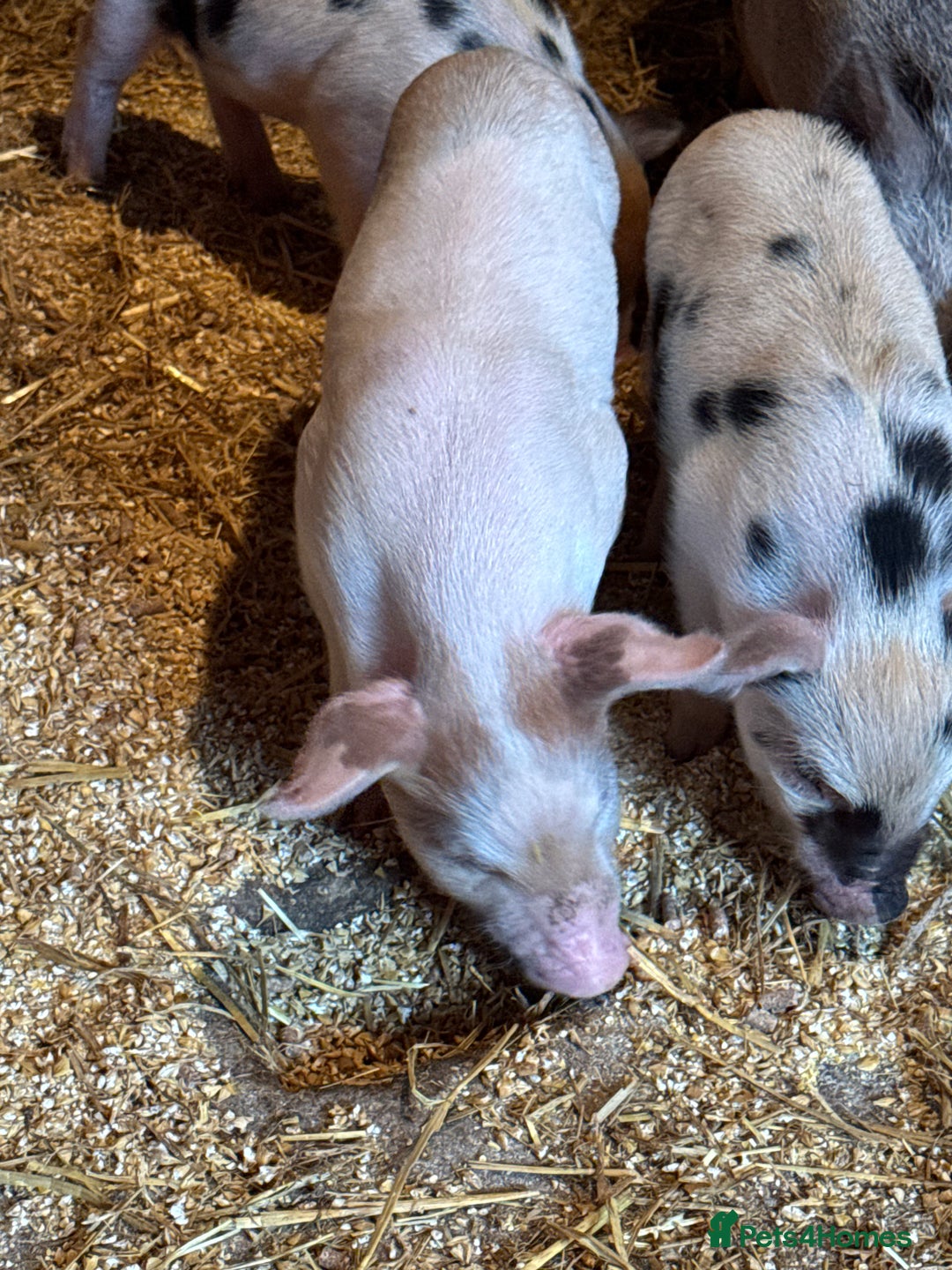 Pig livestock for sale: Juliana Micro piglets for sale  - Image 3