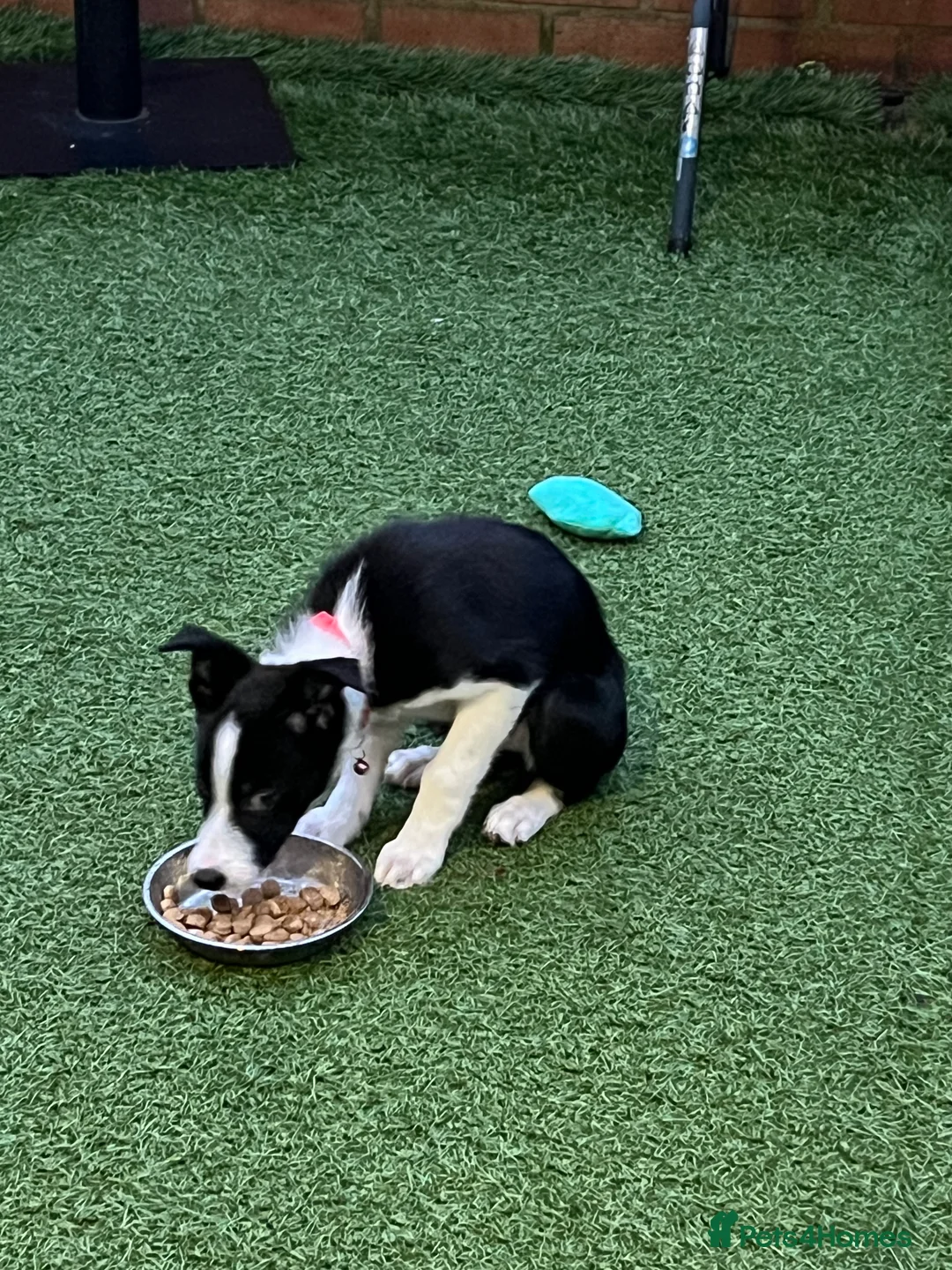 Border Collie dogs for sale: Female 12 weeks border collie  - Advert 7