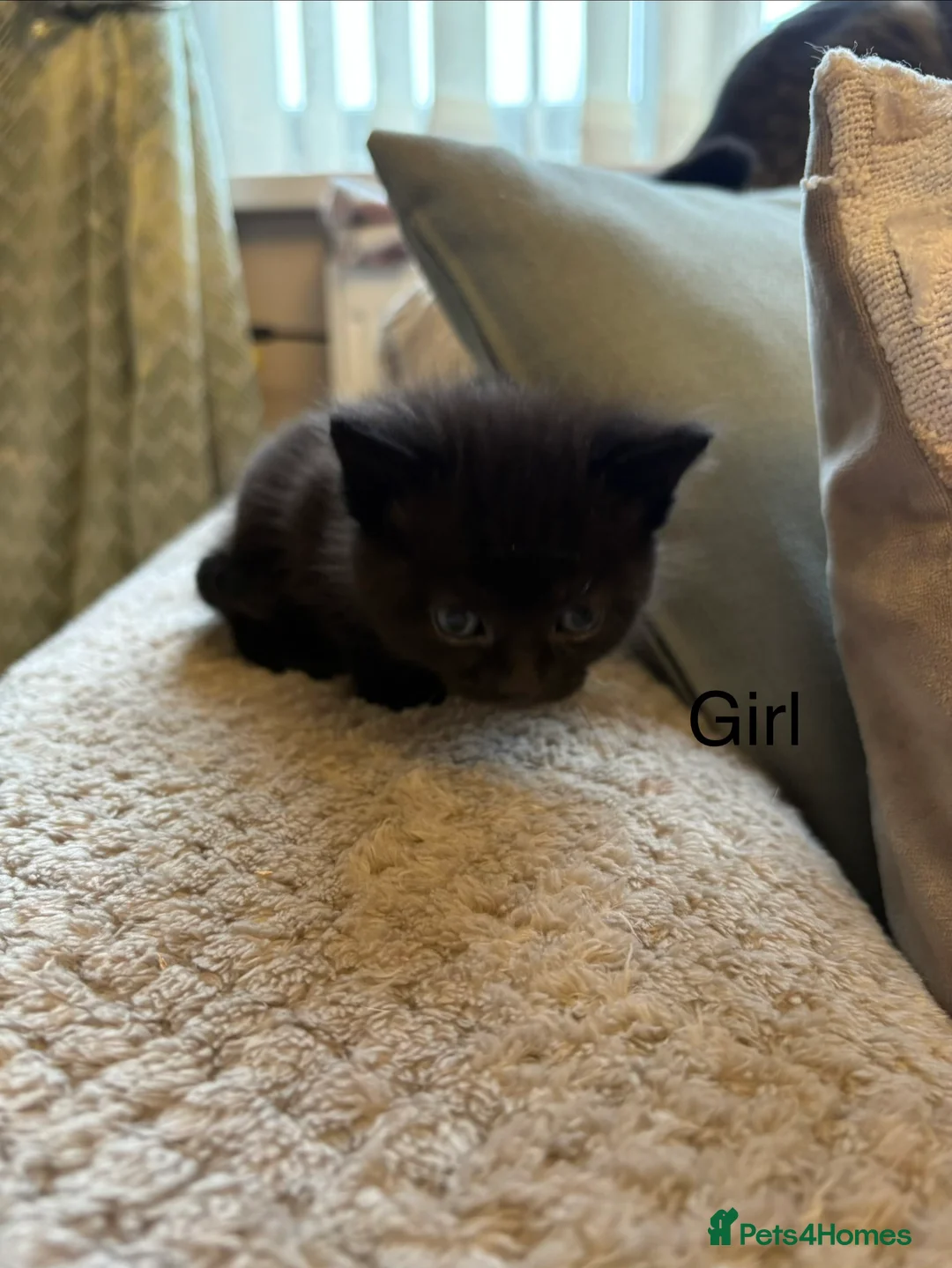 Domestic Shorthair cats for sale: Black kittens in Cwmbran - Advert 2