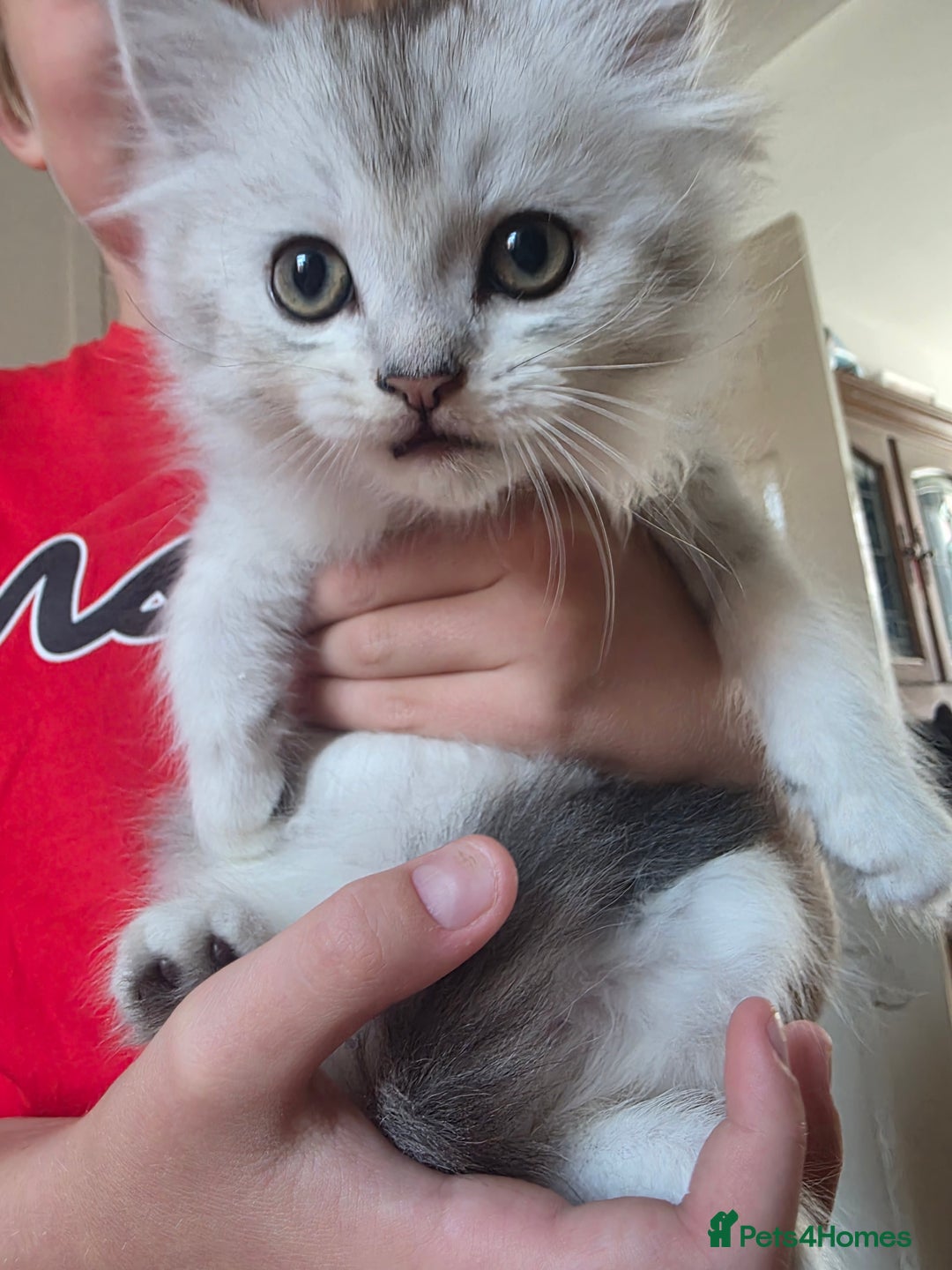 Persian cats for sale: Beautiful persian chinchilla kittens 😸 ♥️  - Image 11