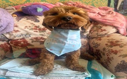 Cockapoo dogs for stud: 1 year old cockapoo for stud - Image 3