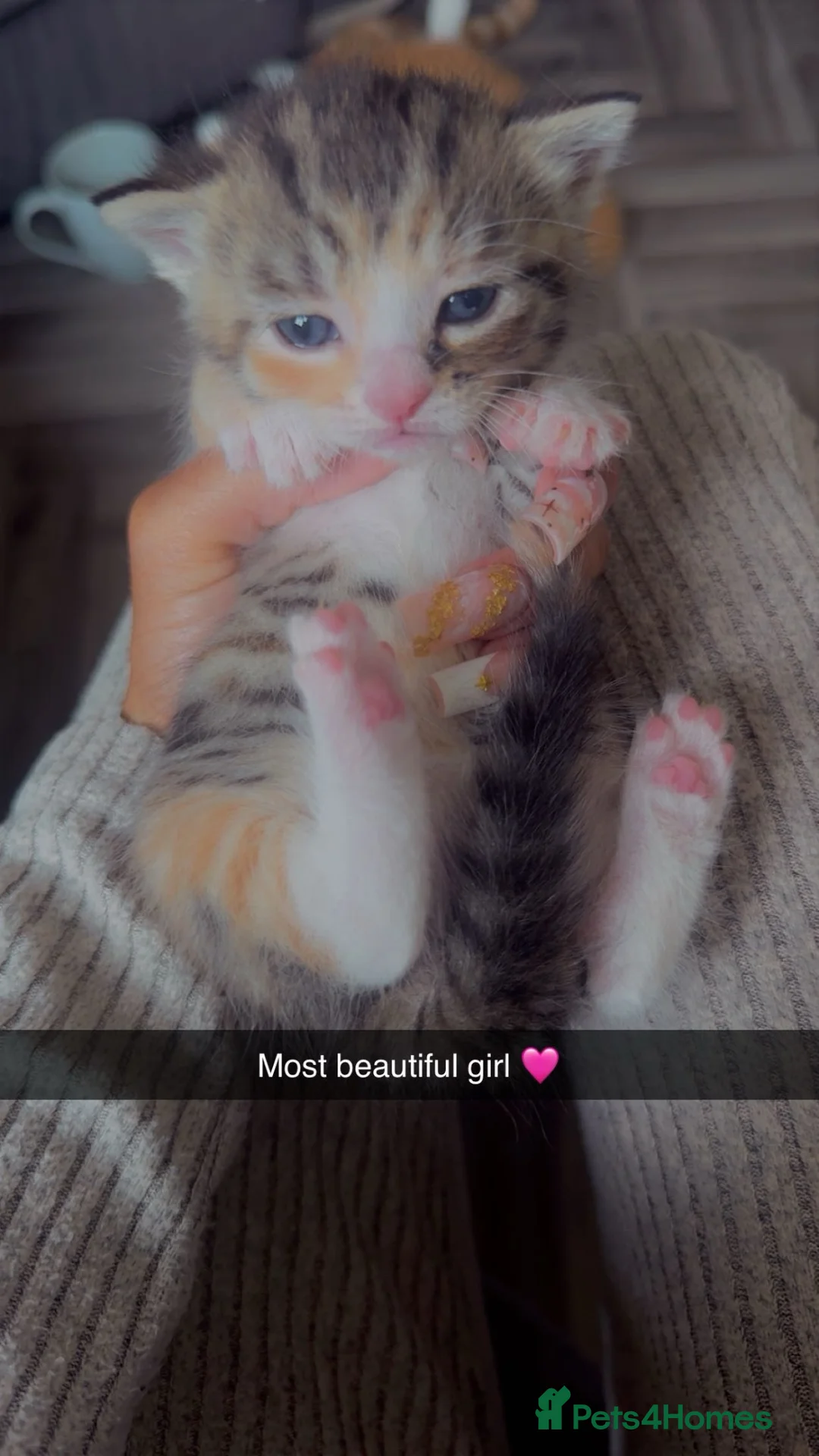 Mixed Breed cats for sale: Beautiful tabico girl  - Advert 4