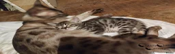 Bengal cats for sale: Rare Silver Charcoal Bengal Male Kitten 🐾 - Advert 7