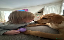Golden Retriever dogs for sale: Golden Labrador  - Image 5