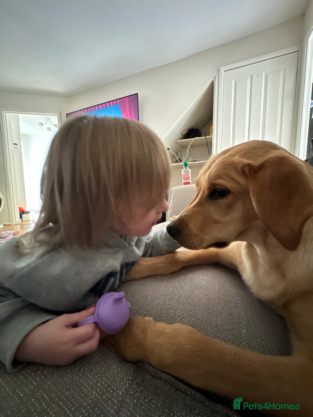 Golden Retriever dogs for sale: Golden Labrador  - Image 5