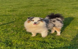 Mixed Breed dogs for sale: Merle & Tricolour Australian Mountain Dog Puppies - Image 12