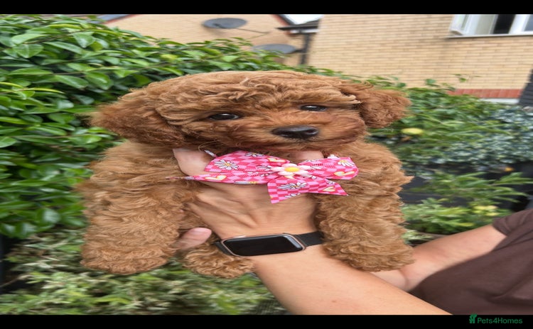 Cavapoo dogs - Advert 5