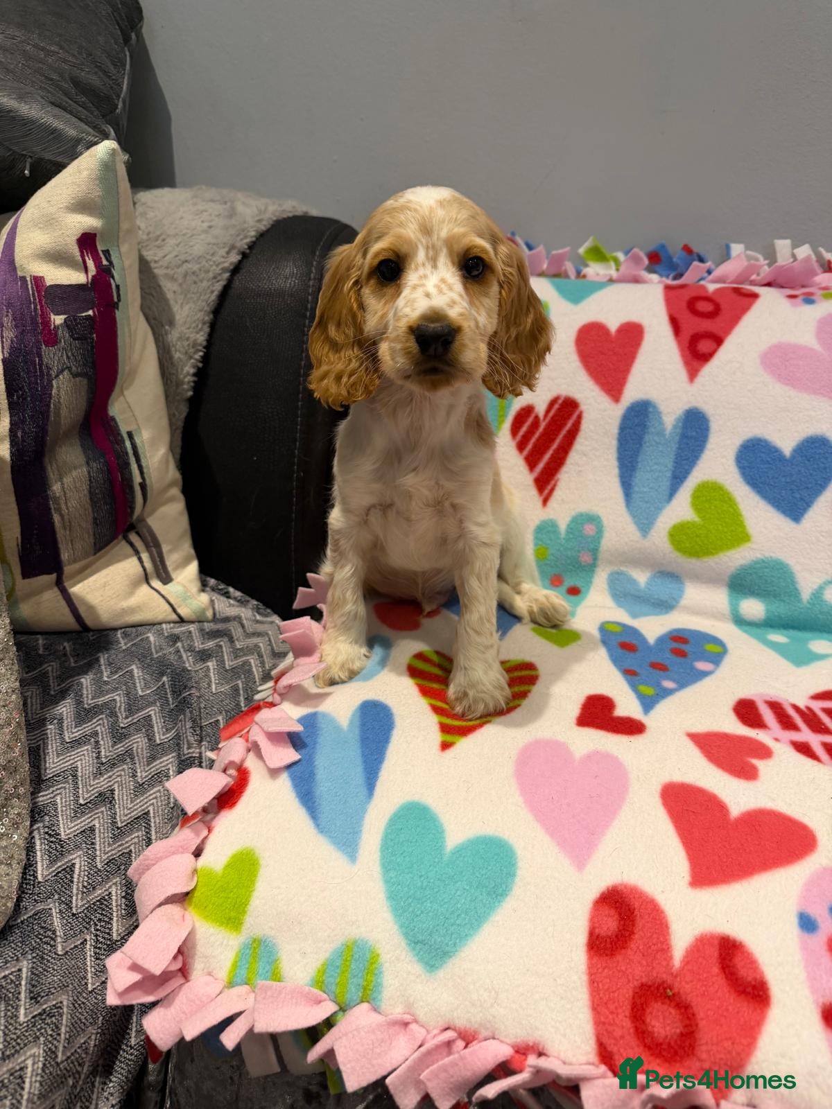 Cocker Spaniel dogs  Reduced last  one cocker spaniel boy ready to go  - Advert 1