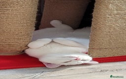 British Shorthair cats for sale: Striking snow white FLAMINGO BSH in London - Image 8