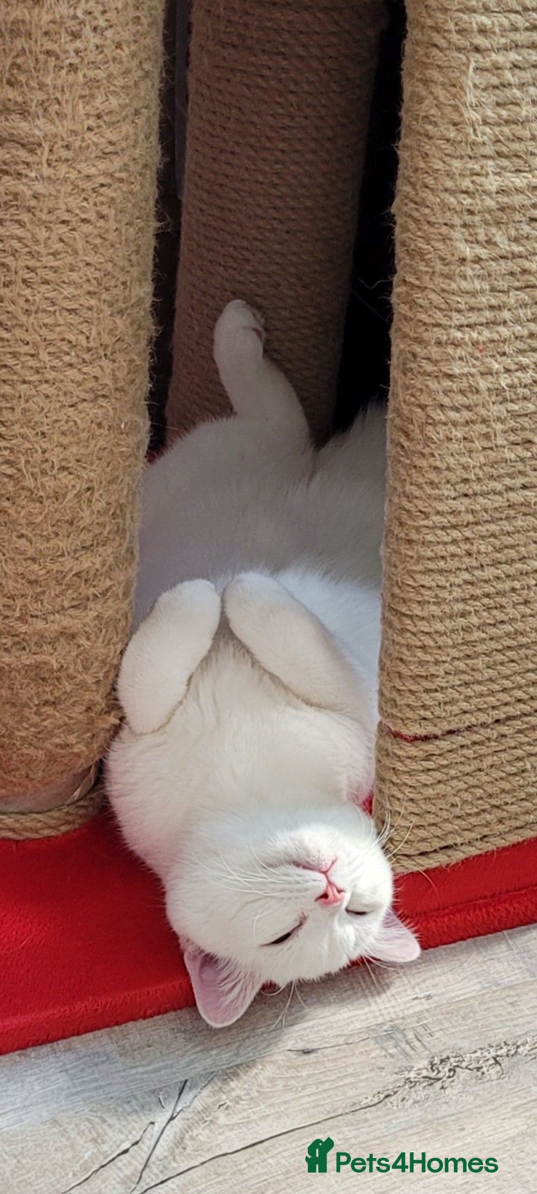 British Shorthair cats for sale: Striking snow white FLAMINGO BSH in London - Image 8
