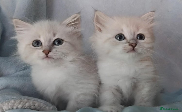 Siberian cats in Leigh - Advert 2