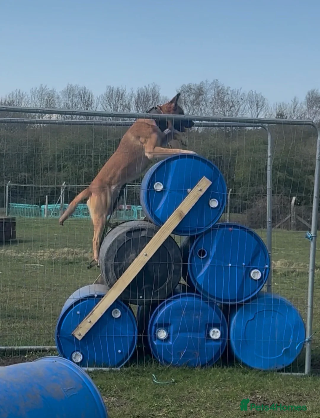 Belgian Shepherd Dog dogs for stud: Belgian Malinois, proven  - Advert 2