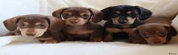 Miniature Dachshund dogs for sale: Miniature Dachshund  - Advert 1