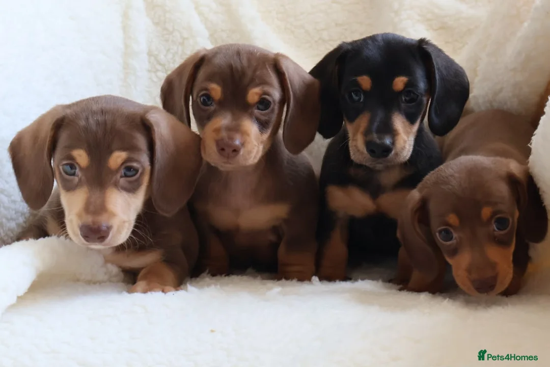Miniature Dachshund dogs for sale: Miniature Dachshund  - Advert 1