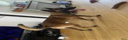 Belgian Shepherd Dog dogs for stud: The one and only Rex in London - Advert 23