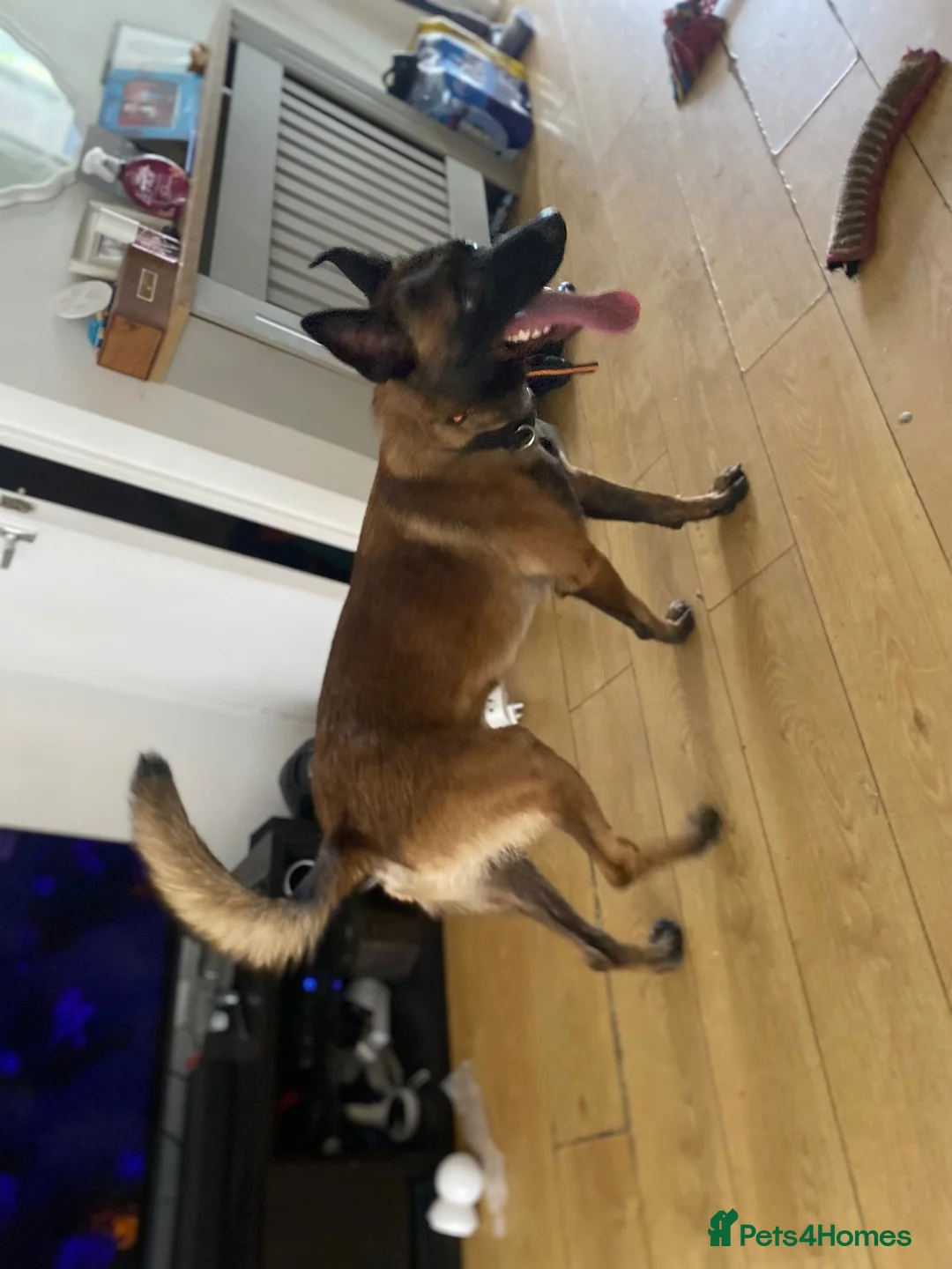 Belgian Shepherd Dog dogs for stud: The one and only Rex in London - Advert 23