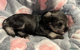 Miniature Schnauzer dogs for sale: Beautiful KC miniature Schnauzers  - Advert 4