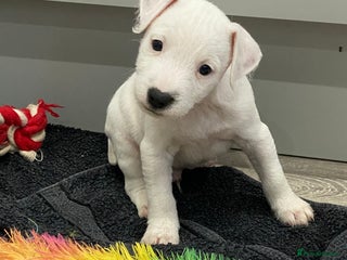 Jack Russell dogs Quality Parson Jack Russell male puppies - Advert 2