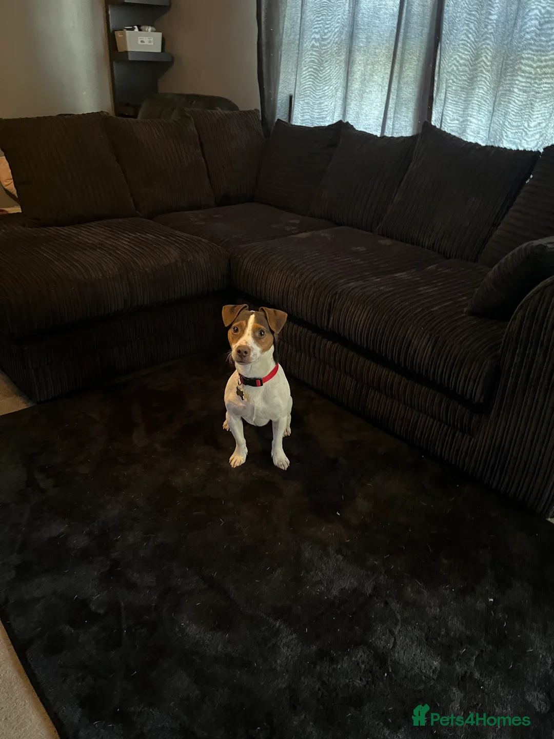 Jack Russell dogs for stud: Bruno for stud  - Advert 3