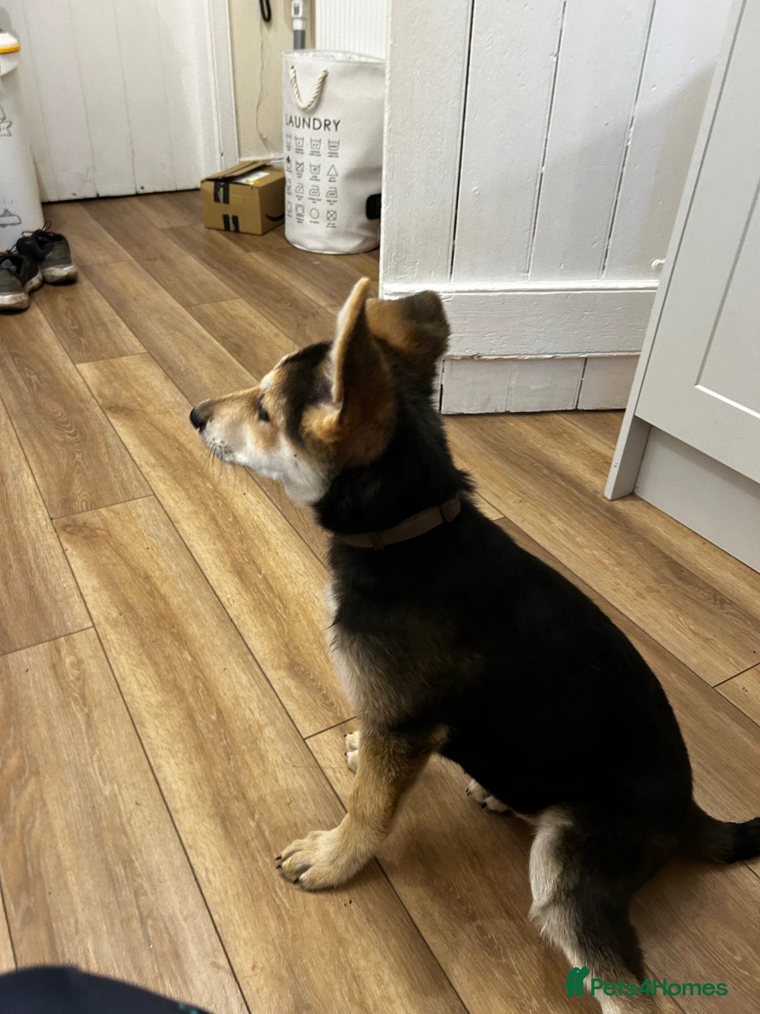 German Shepherd dogs for sale: Stunning Female German shepherd  - Image 3