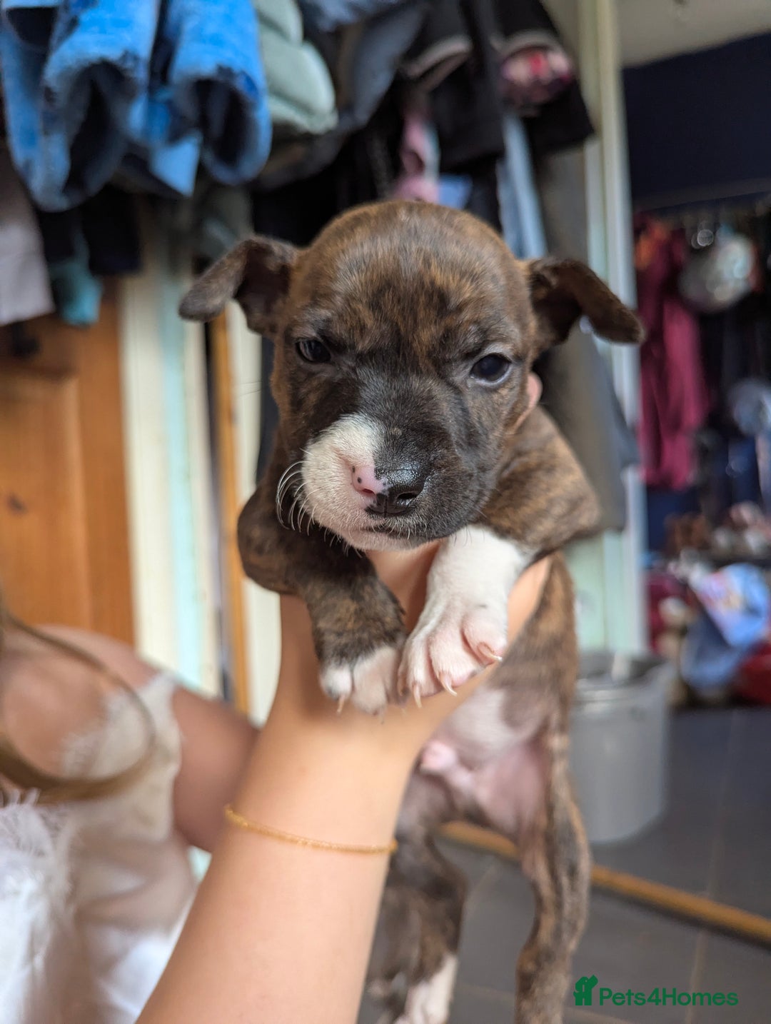 English Bull Terrier dogs for sale: English bull terrier cross staffys - Image 11