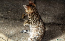 Bengal cats for sale: 🤎 WORLD CLASS BENGAL KITTENS 🤎 - Image 9