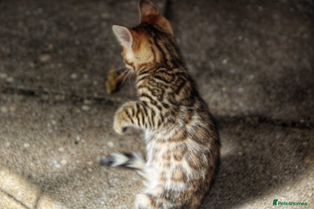 Bengal cats for sale: 🤎 WORLD CLASS BENGAL KITTENS 🤎 - Image 9