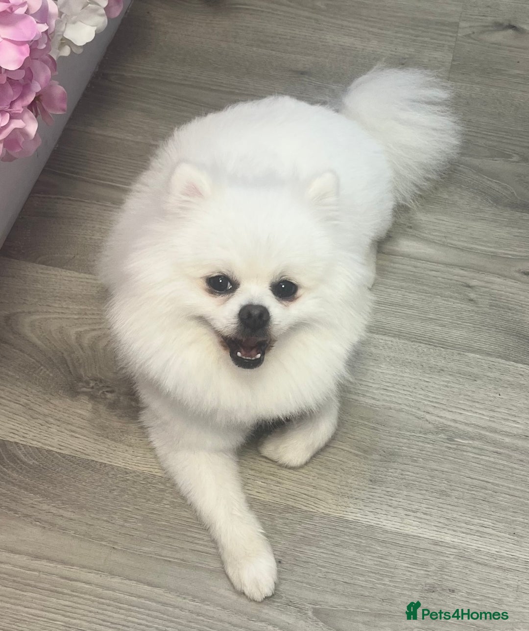 Pomeranian dogs for stud: Boy Pomeranian For Stud - Advert 2