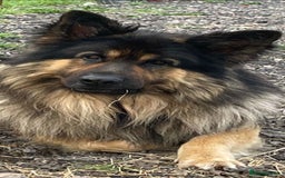 German Shepherd dogs for stud: German Shepherd male - Image 6