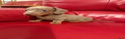 Miniature Dachshund dogs for sale: KC pure Miniature Dachshunds   - Advert 24
