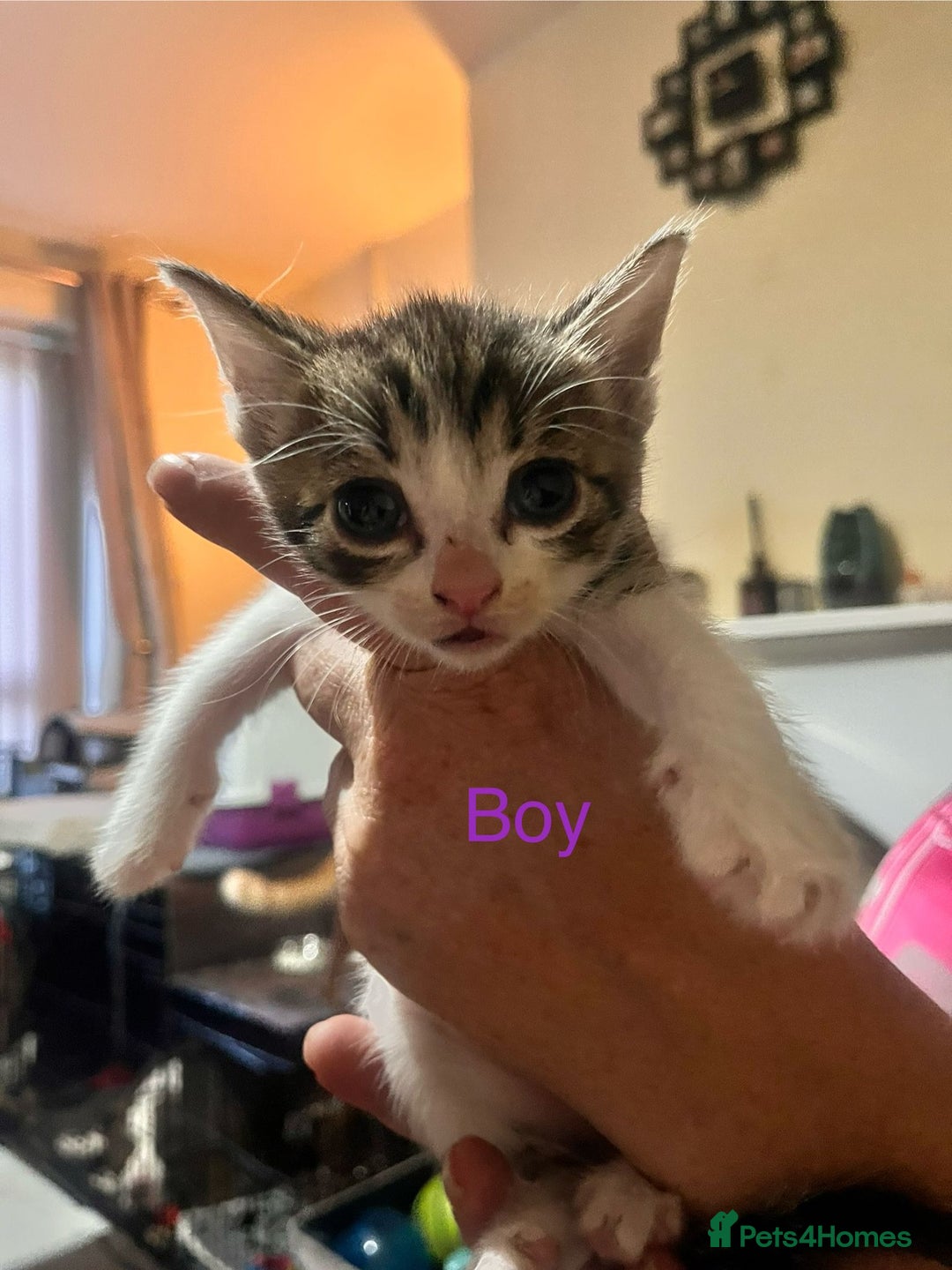 Mixed Breed cats for sale: 6 beautiful kittens for sale - Image 7