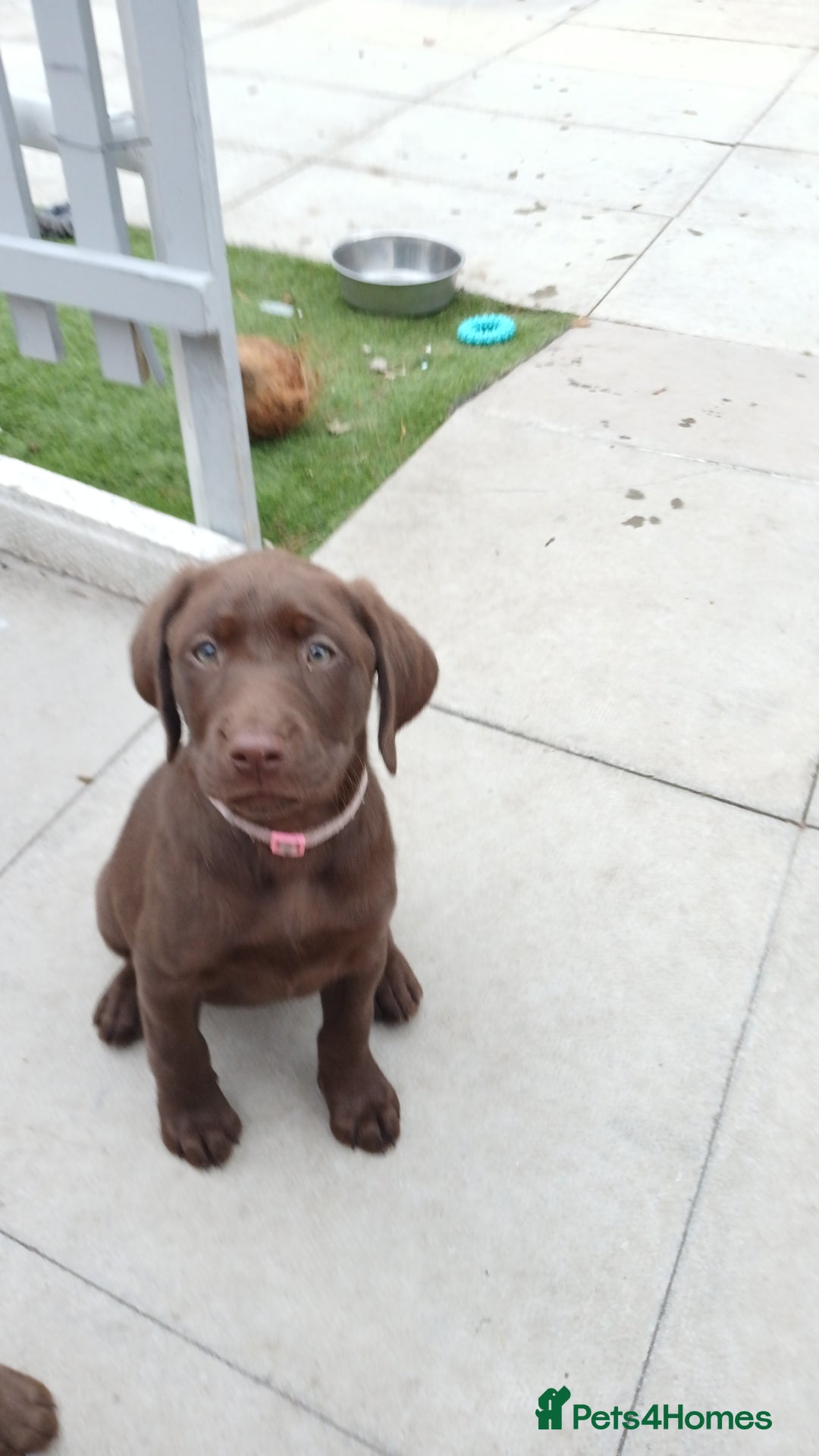 Labrador Retriever dogs for sale: Champain/chocolate puppys - Image 38