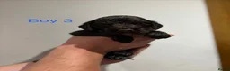 Cocker Spaniel dogs for sale: Beautiful litter of cocker spaniels in Birmingham - Advert 9