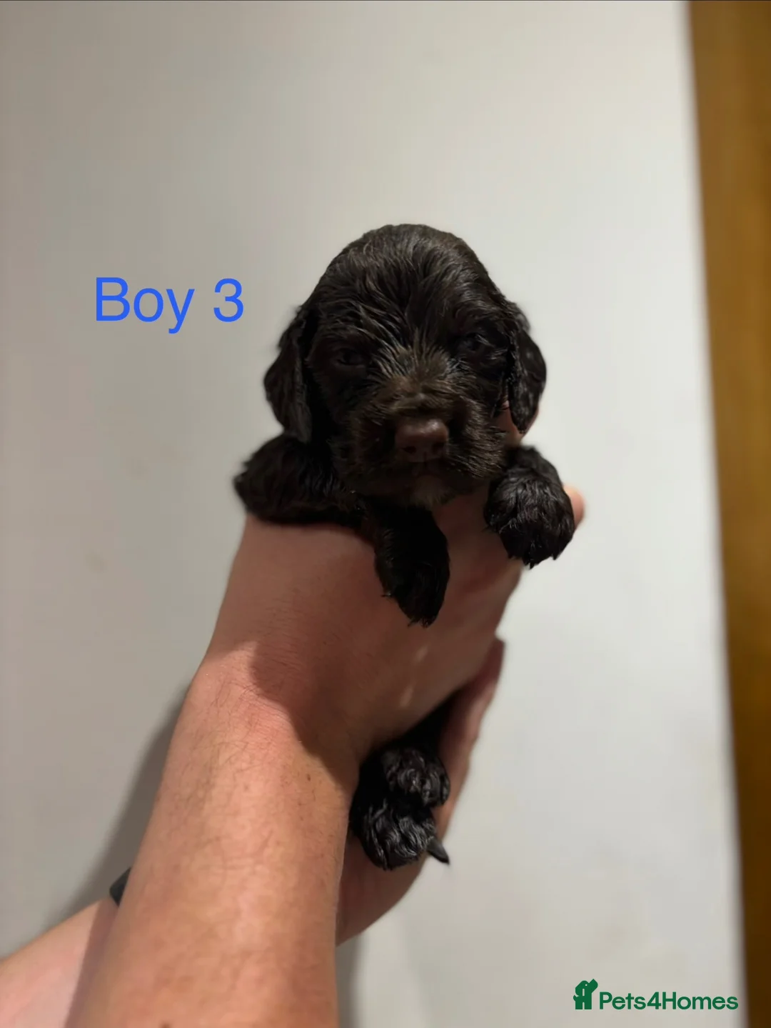 Cocker Spaniel dogs for sale: Beautiful litter of cocker spaniels in Birmingham - Advert 9