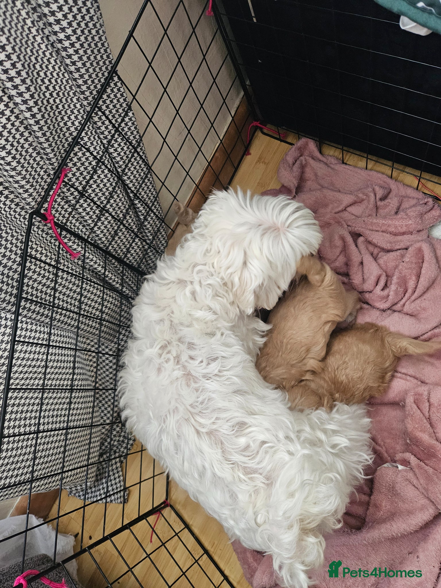 Maltipoo dogs for sale: Cute Small Maltipoos F1  - Advert 7