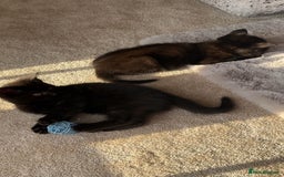 British Shorthair cats for sale: British Blue x kittens - Image 5