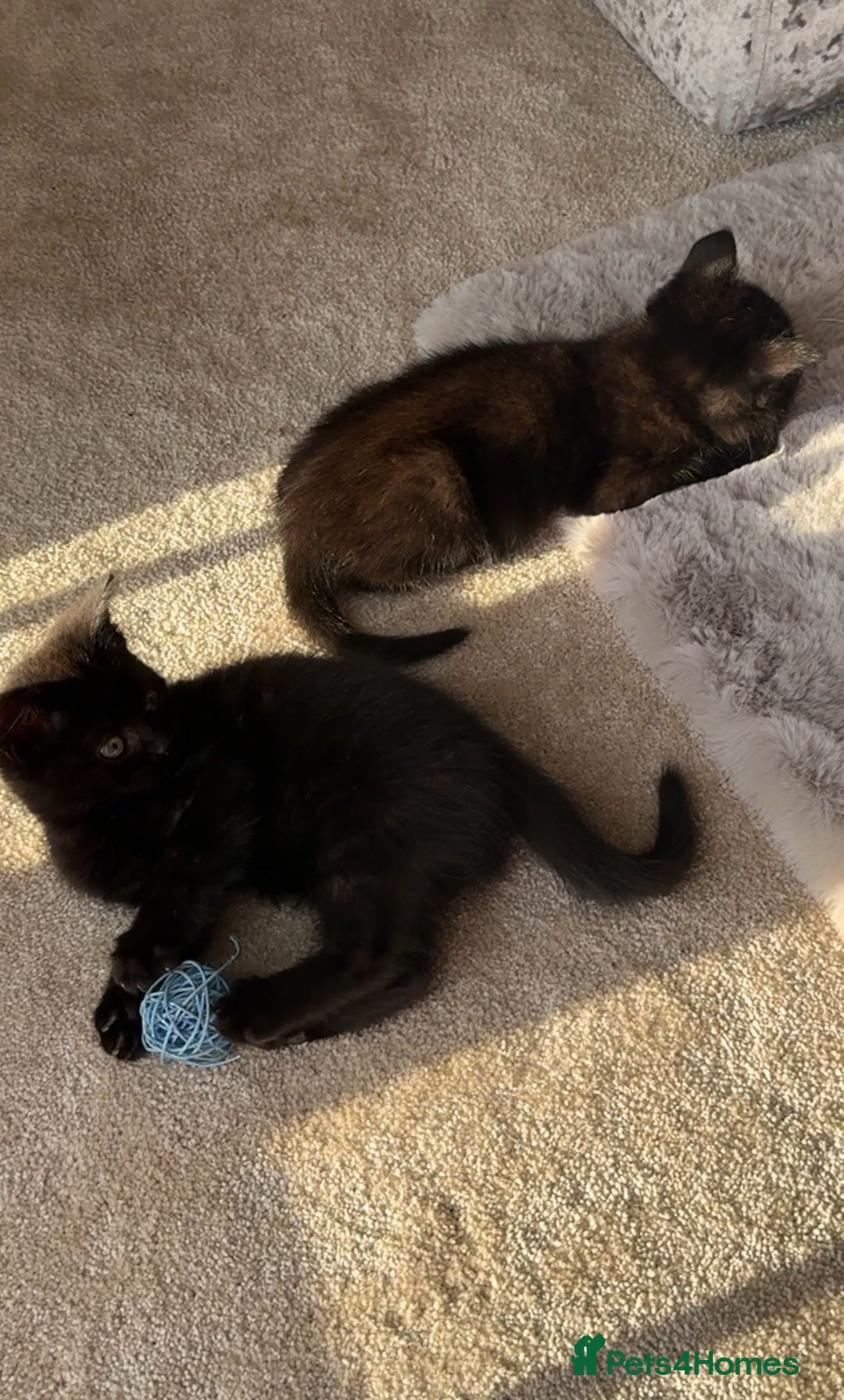 British Shorthair cats for sale: British Blue x kittens - Image 5