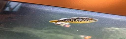 Pufferfish fish for sale: 2x Congo puffers in Ely - Advert 1