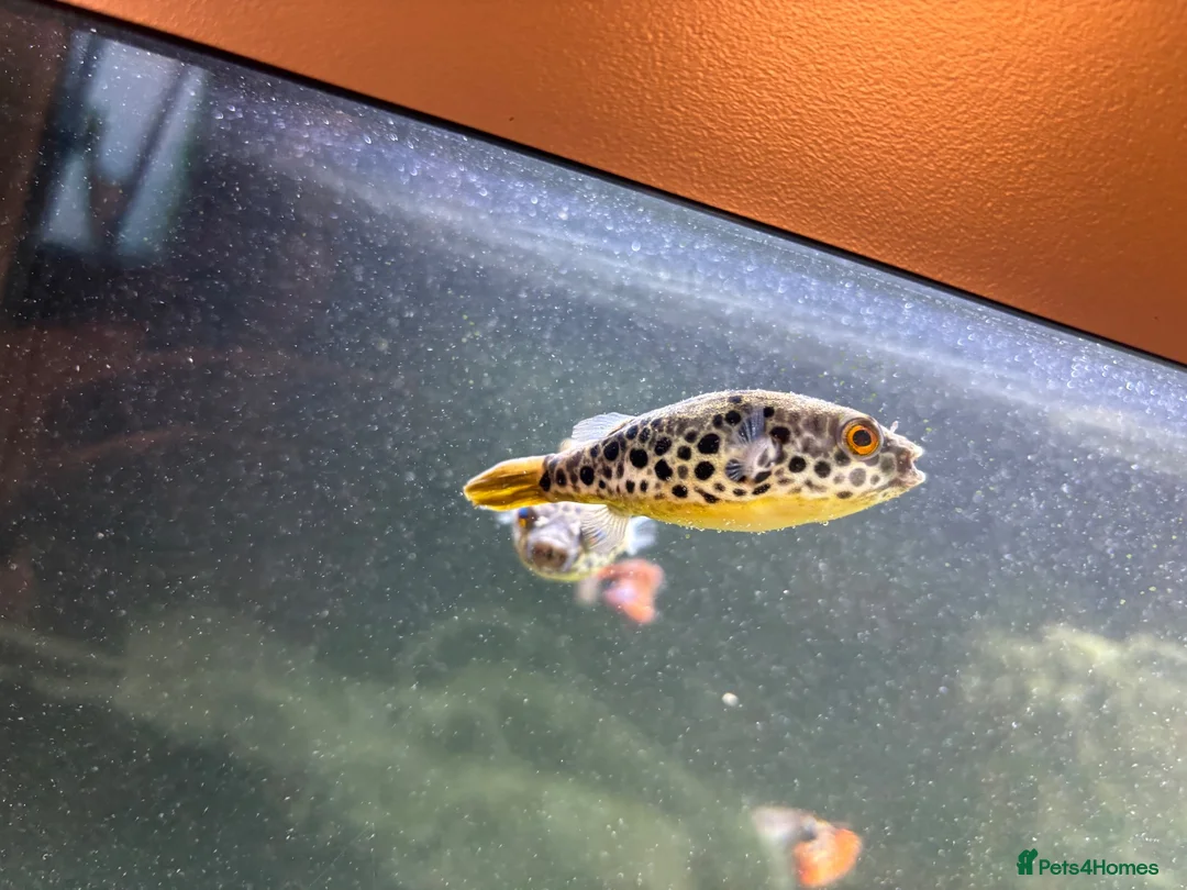 Pufferfish fish for sale: 2x Congo puffers in Ely - Advert 1