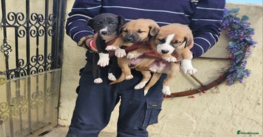 Mixed Breed dogs - Advert 2