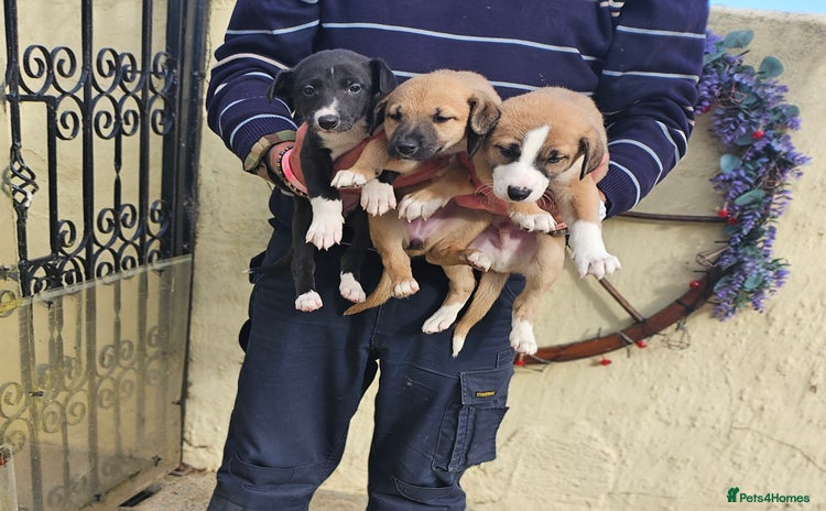 Mixed Breed dogs - Advert 1